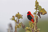 Image. Northern Red Bishop