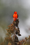 Image. Northern Red Bishop