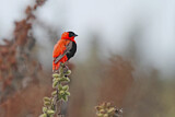 Image. Northern Red Bishop