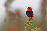 Image. Northern Red Bishop