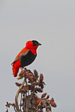 Image. Northern Red Bishop