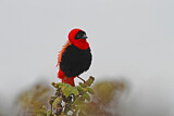 Image. Northern Red Bishop