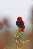 Image. Northern Red Bishop