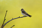 Image. Northern Rough-winged Swallow