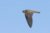 Image. Northern Rough-winged Swallow