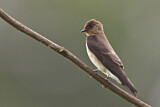 Image. Northern Rough-winged Swallow