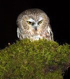 Image. Northern Saw-whet Owl