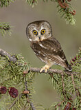 Image. Northern Saw-whet Owl