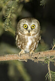 Image. Northern Saw-whet Owl