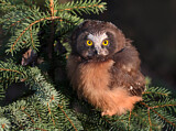 Image. Northern Saw-whet Owl