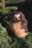 Image. Northern Saw-whet Owl