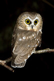 Image. Northern Saw-whet Owl