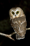 Image. Northern Saw-whet Owl