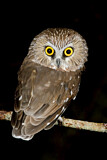 Image. Northern Saw-whet Owl