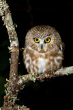 Image. Northern Saw-whet Owl