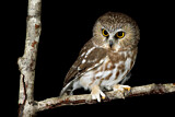 Image. Northern Saw-whet Owl