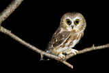 Image. Northern Saw-whet Owl
