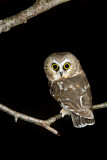 Image. Northern Saw-whet Owl