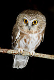 Image. Northern Saw-whet Owl