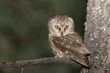 Image. Northern Saw-whet Owl