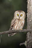 Image. Northern Saw-whet Owl