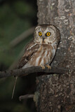 Image. Northern Saw-whet Owl