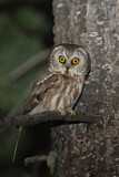 Image. Northern Saw-whet Owl