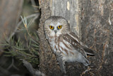 Image. Northern Saw-whet Owl