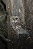 Image. Northern Saw-whet Owl