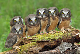 Image. Northern Saw-whet Owl