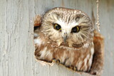 Image. Northern Saw-whet Owl