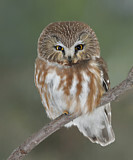 Image. Northern Saw-whet Owl
