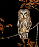 Image. Northern Saw-whet Owl