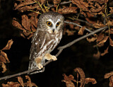 Image. Northern Saw-whet Owl