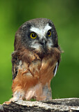 Image. Northern Saw-whet Owl