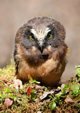 Image. Northern Saw-whet Owl