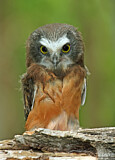 Image. Northern Saw-whet Owl