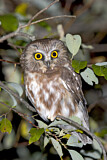Image. Northern Saw-whet Owl