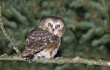 Image. Northern Saw-whet Owl