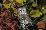 Image. Northern Saw-whet Owl