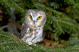 Image. Northern Saw-whet Owl