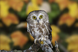 Image. Northern Saw-whet Owl