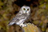 Image. Northern Saw-whet Owl
