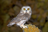 Image. Northern Saw-whet Owl