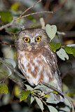 Image. Northern Saw-whet Owl