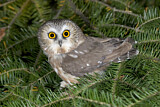 Image. Northern Saw-whet Owl