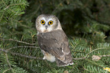 Image. Northern Saw-whet Owl