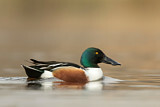Image. Northern Shoveler