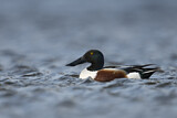 Image. Northern Shoveler