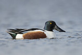 Image. Northern Shoveler